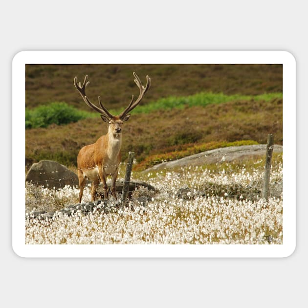 stag in cotton grass peak district Sticker by Simon-dell